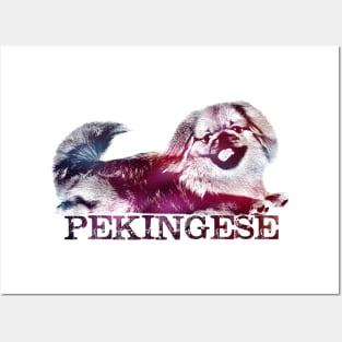 Pekingese Posters and Art